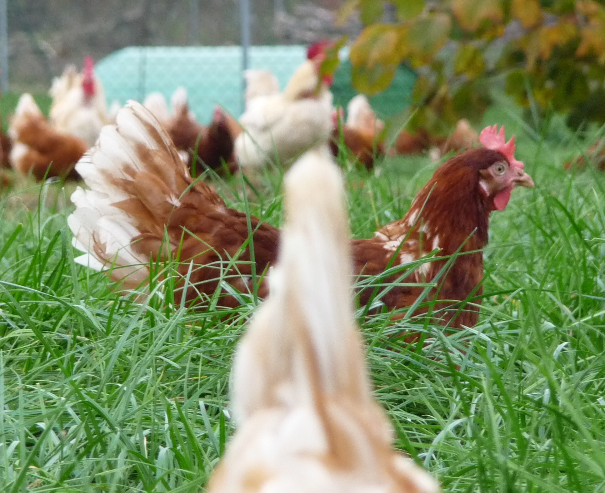 Braunes Huhn Huhn